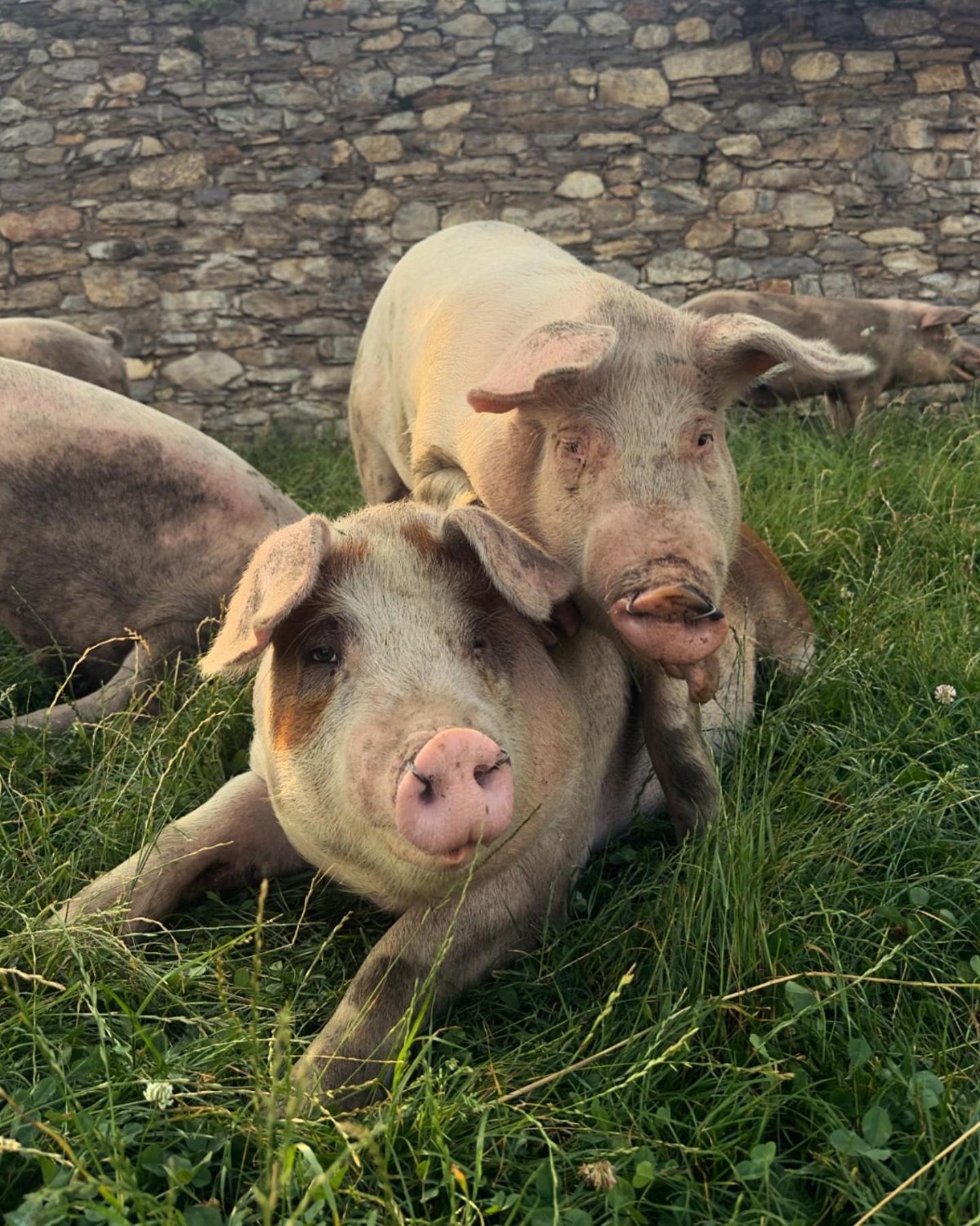 Agriturismo Giacomino Gera Lario Eksteriør bilde